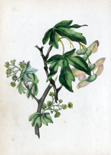 Antique Tree Print, circa 1860s